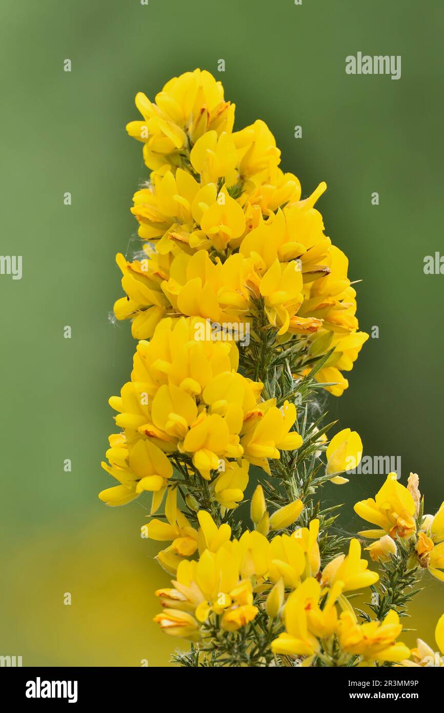 Gorse (Ulex europaeus)primo piano di fiori di arbusto che crescono vicino al Centro visitatori, Beinn Eighe NNR, Kinlochewe, Scozia, maggio 2022 Foto Stock