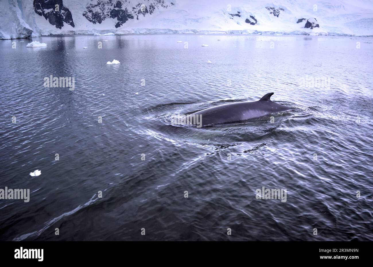 Una balena nuota vicino alla superficie al crepuscolo in Antartide Foto Stock