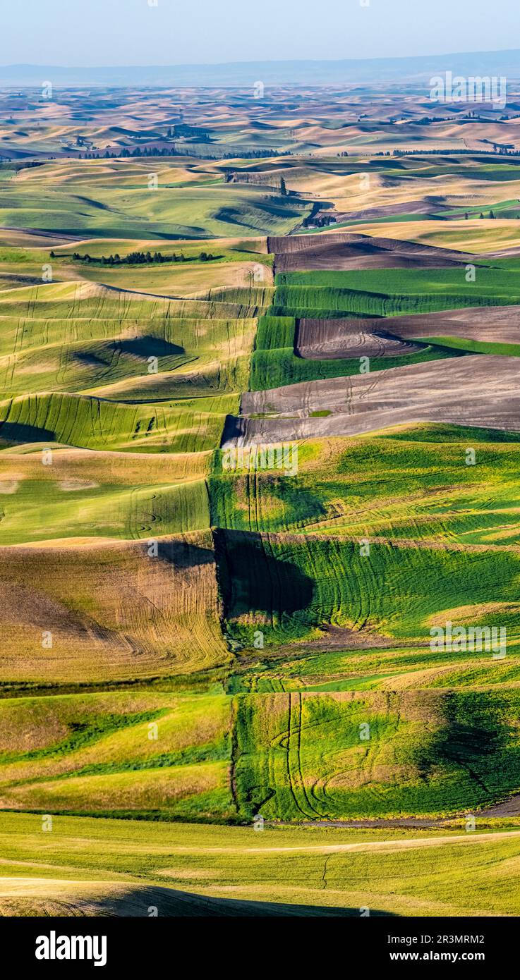 Paesaggi scene a palouse washington Foto Stock