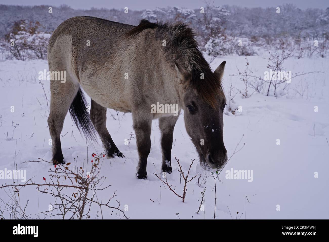 Konik cavalli selvatici nella neve a Sachsen-Anhalt nel mese di dicembre Foto Stock