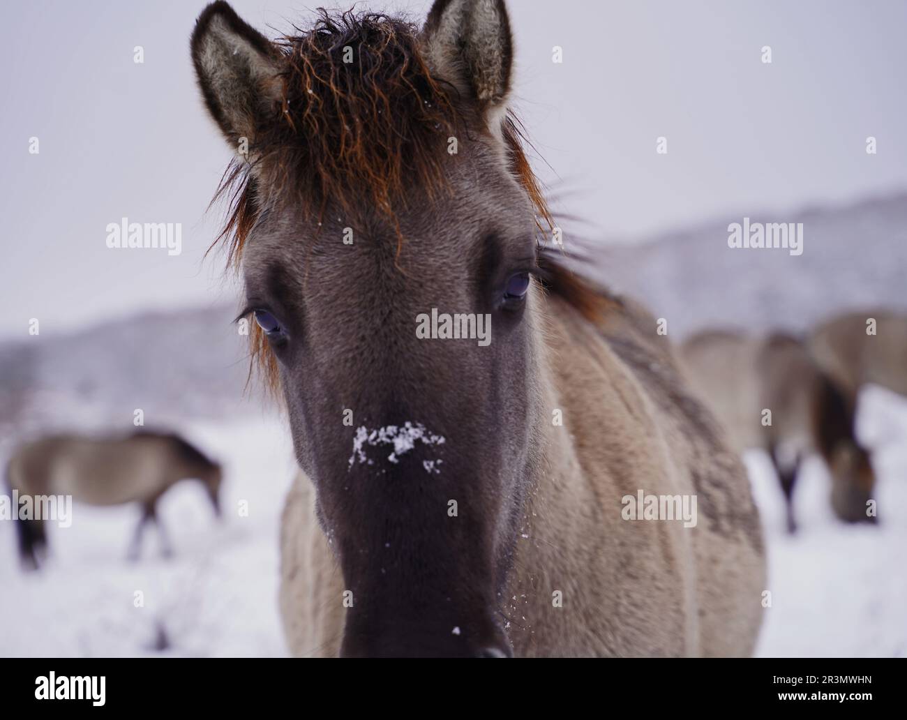 Konik cavalli selvatici nella neve a Sachsen-Anhalt nel mese di dicembre Foto Stock