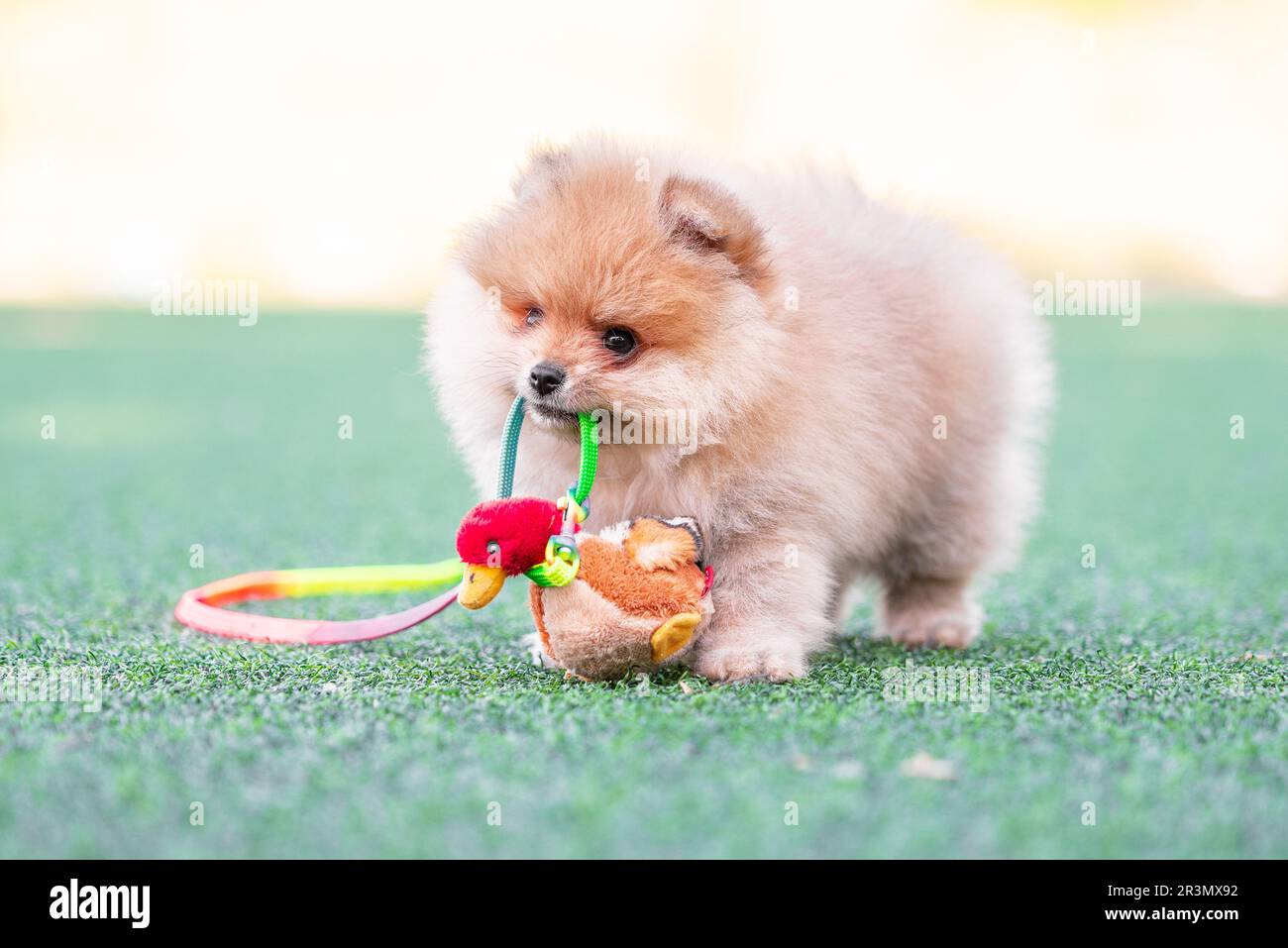 Il cucciolo di Pomerania sgranocita un'anatra peluche su un prato artificiale Foto Stock