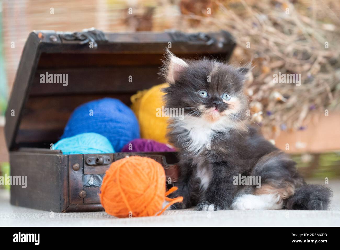 Gattino tricolore scozzese vicino al petto dower decorativo con palle multicolore di lana su sfondo rustico Foto Stock