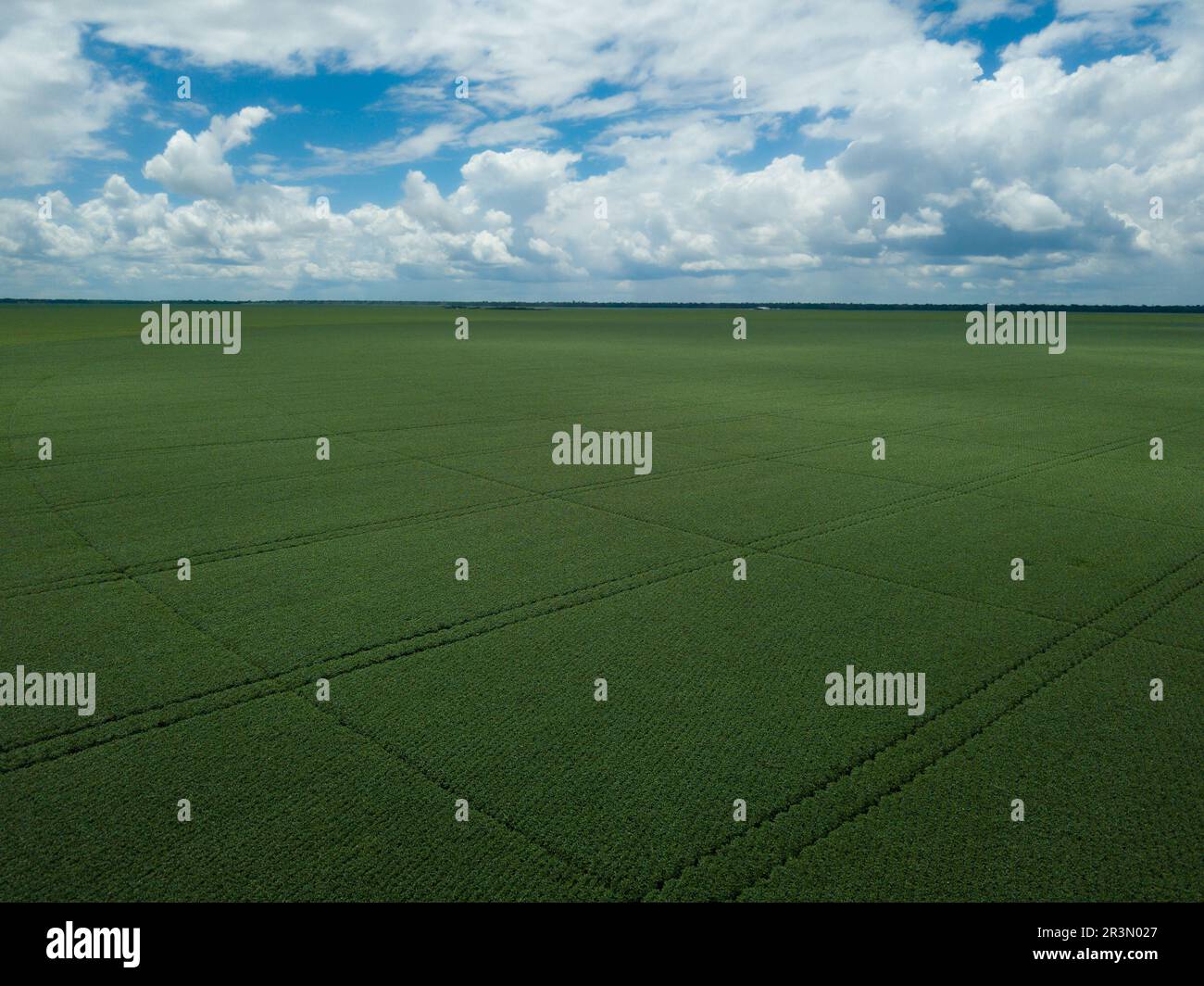 Enorme piantagione di soia vista aerea drone di agricoltura di soia in Amazzonia, Mato Grosso, Brasile. Concetto di ambiente, natura, ecologia, clima Foto Stock