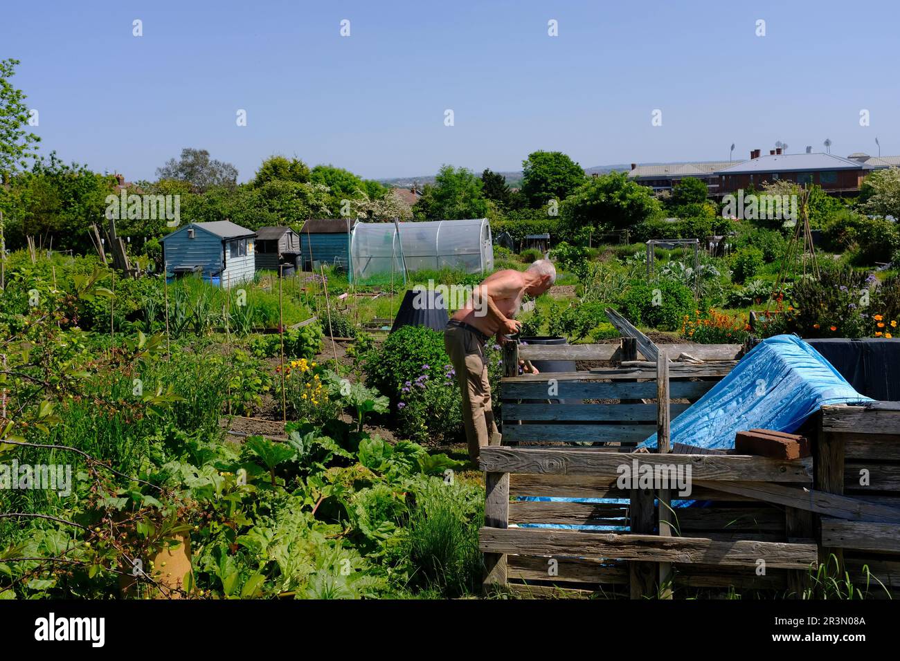 Un giardiniere che lavora su un'assegnazione. Foto Stock