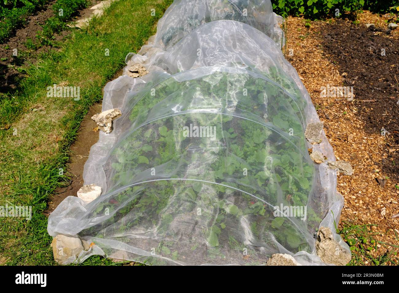 Vegetali che crescono sotto una protezione, copertura, pile. Foto Stock