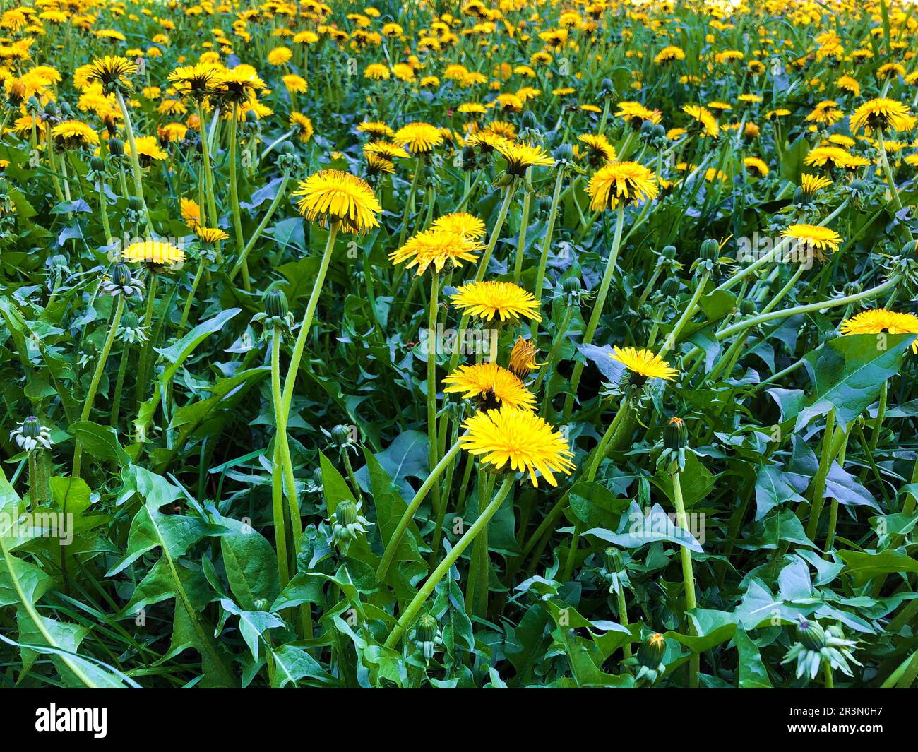 fioritura giallo dente di leoni giallo verde sfondo campo in primavera Foto Stock