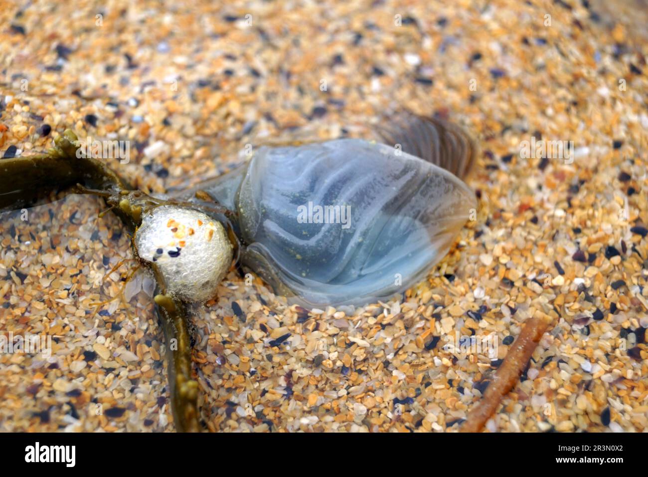 Conchiglia animale nella sabbia a Murder Hole Beach Boyeghether Bay Foto Stock