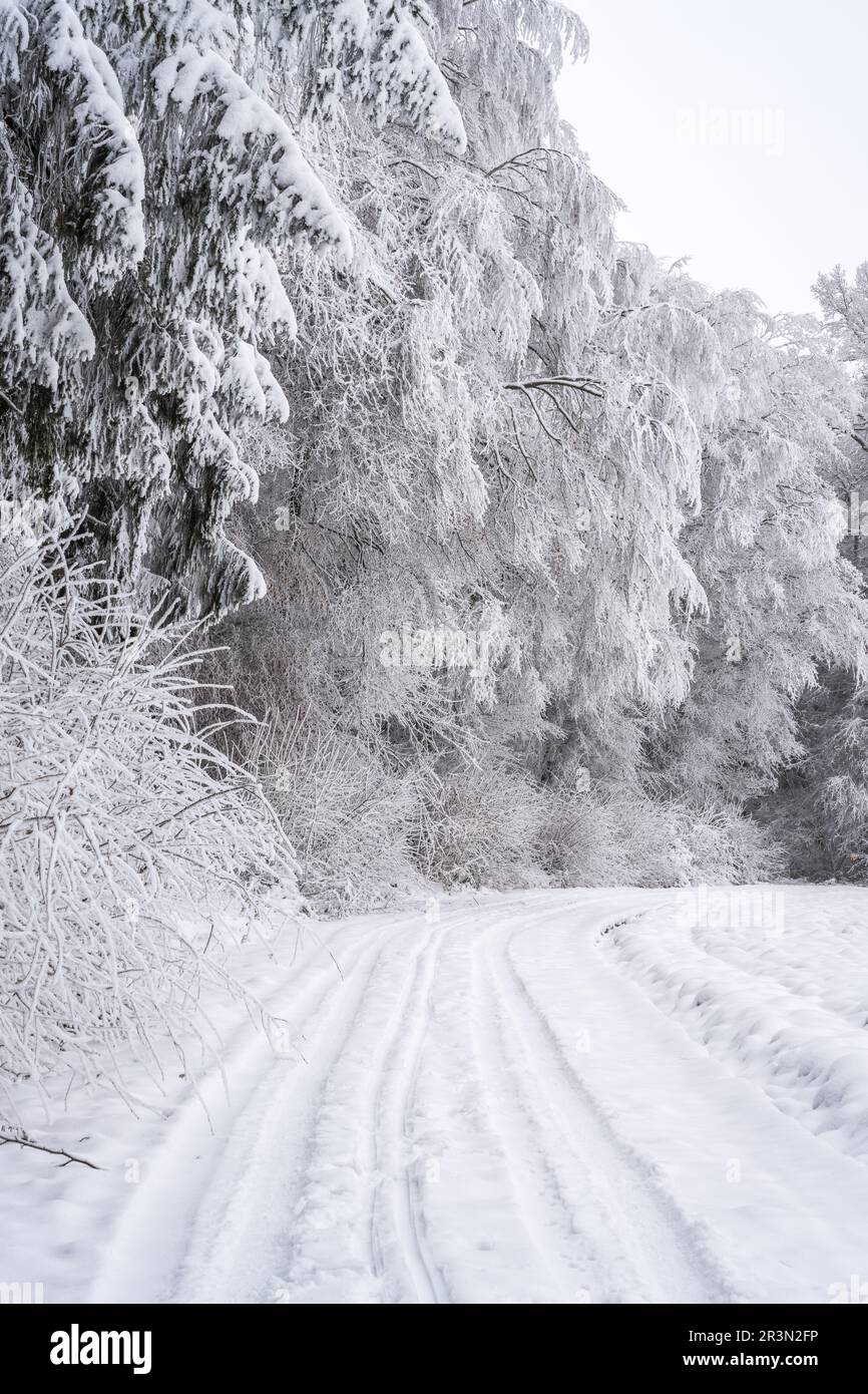 Strada boschiva coperta di neve con foresta in brina profonda Foto Stock