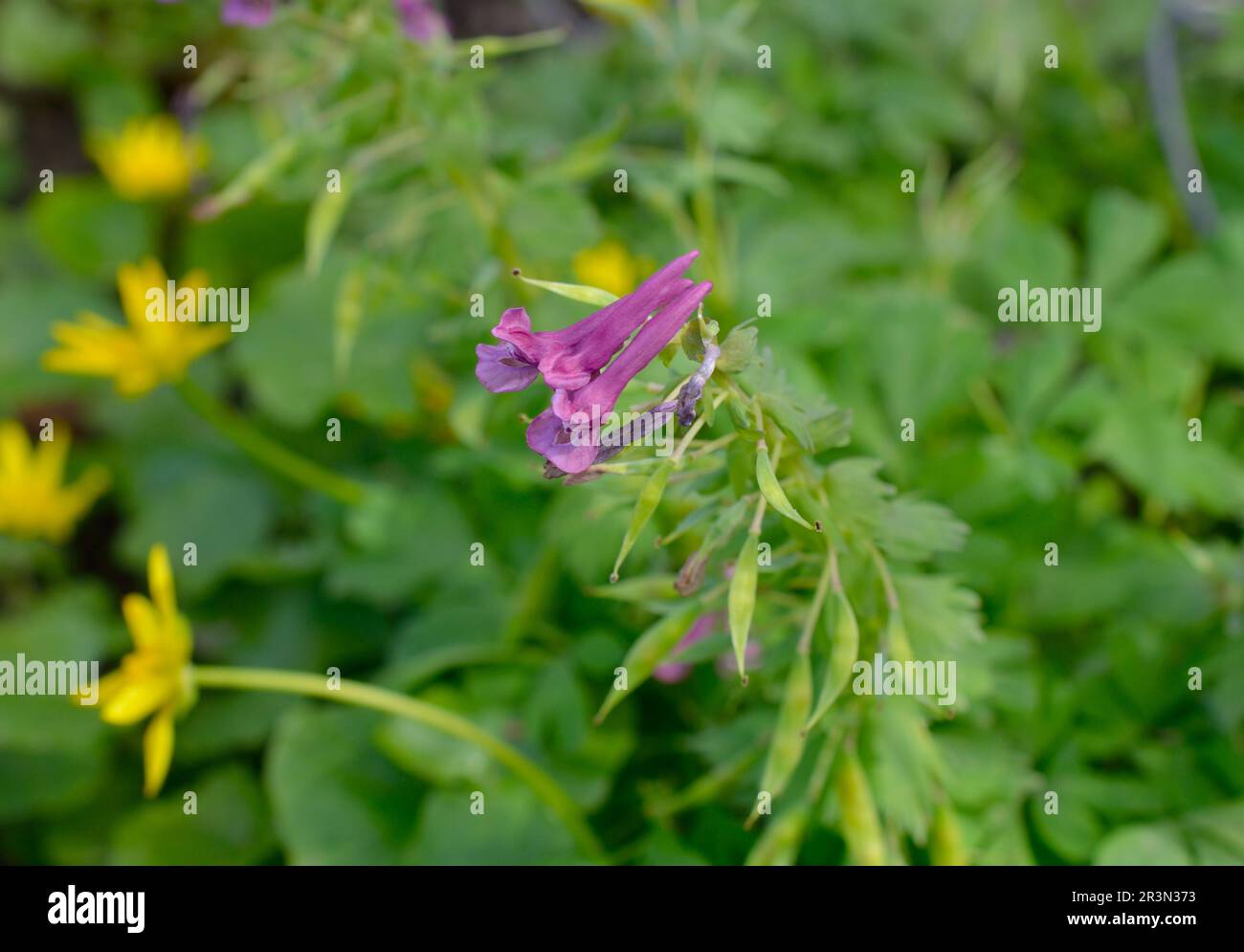 Corydalis solida, fumewort o fiore di uccello-in-un-cespuglio Foto Stock