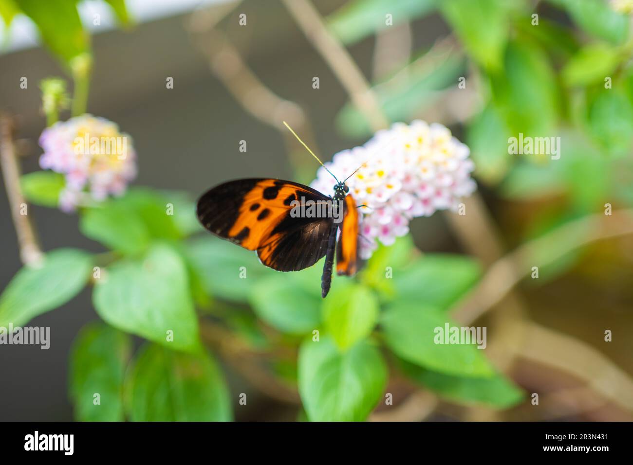 Bella farfalla nella foresta tropicale del Giardino Botanico a Praga, Europa Foto Stock