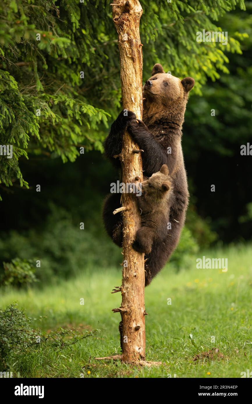 Orso e cucciolo di madre bruno che sale su un albero. Foto Stock