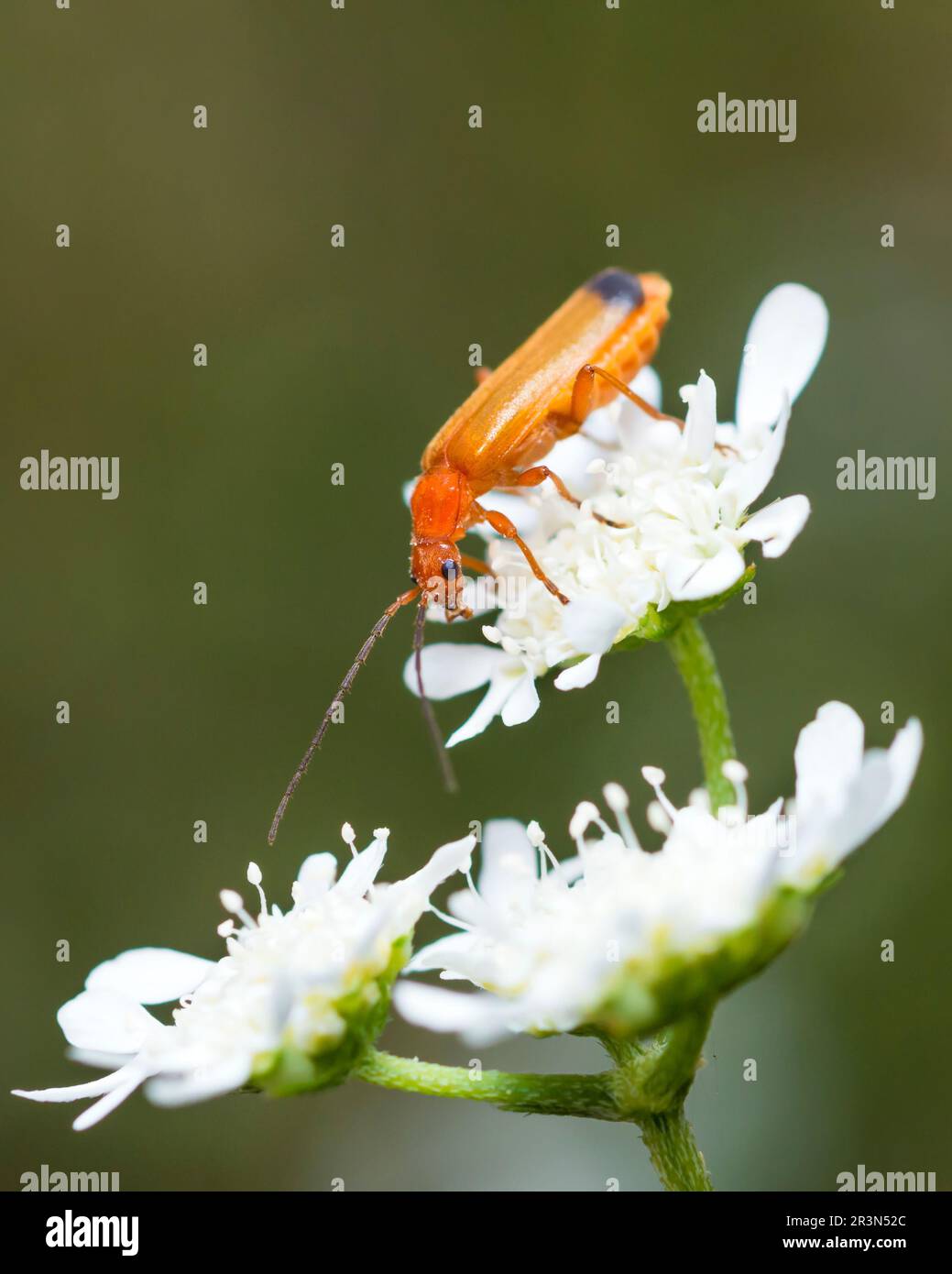 Comune Rosso Soldato Beetle su fiore bianco selvatico, Rhagonycha Fulva Foto Stock