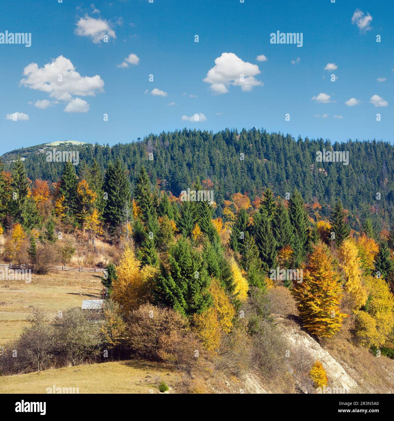 Autunno di foreste di montagna Foto Stock