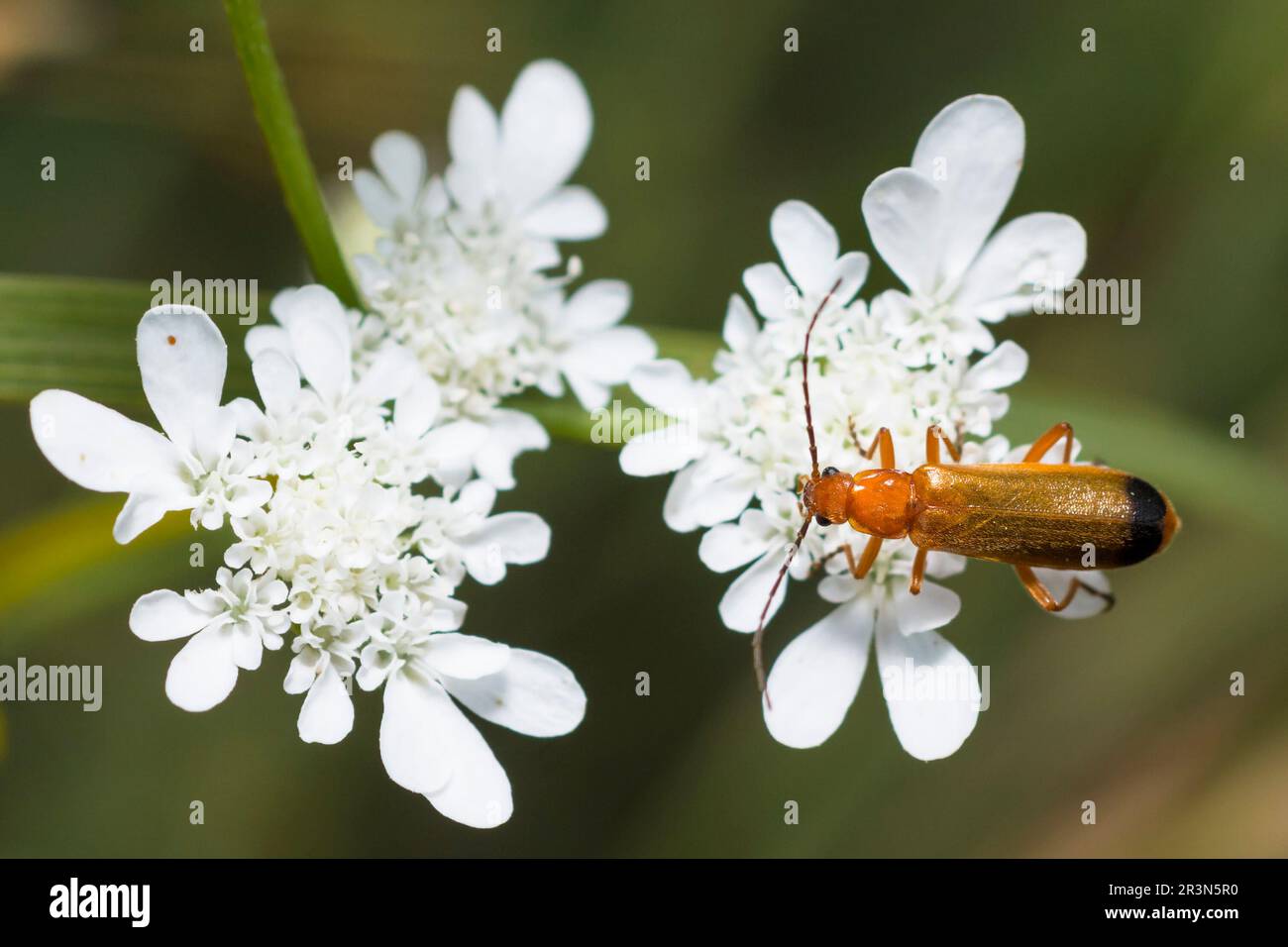Comune Rosso Soldato Beetle su fiore bianco selvatico, Rhagonycha Fulva Foto Stock