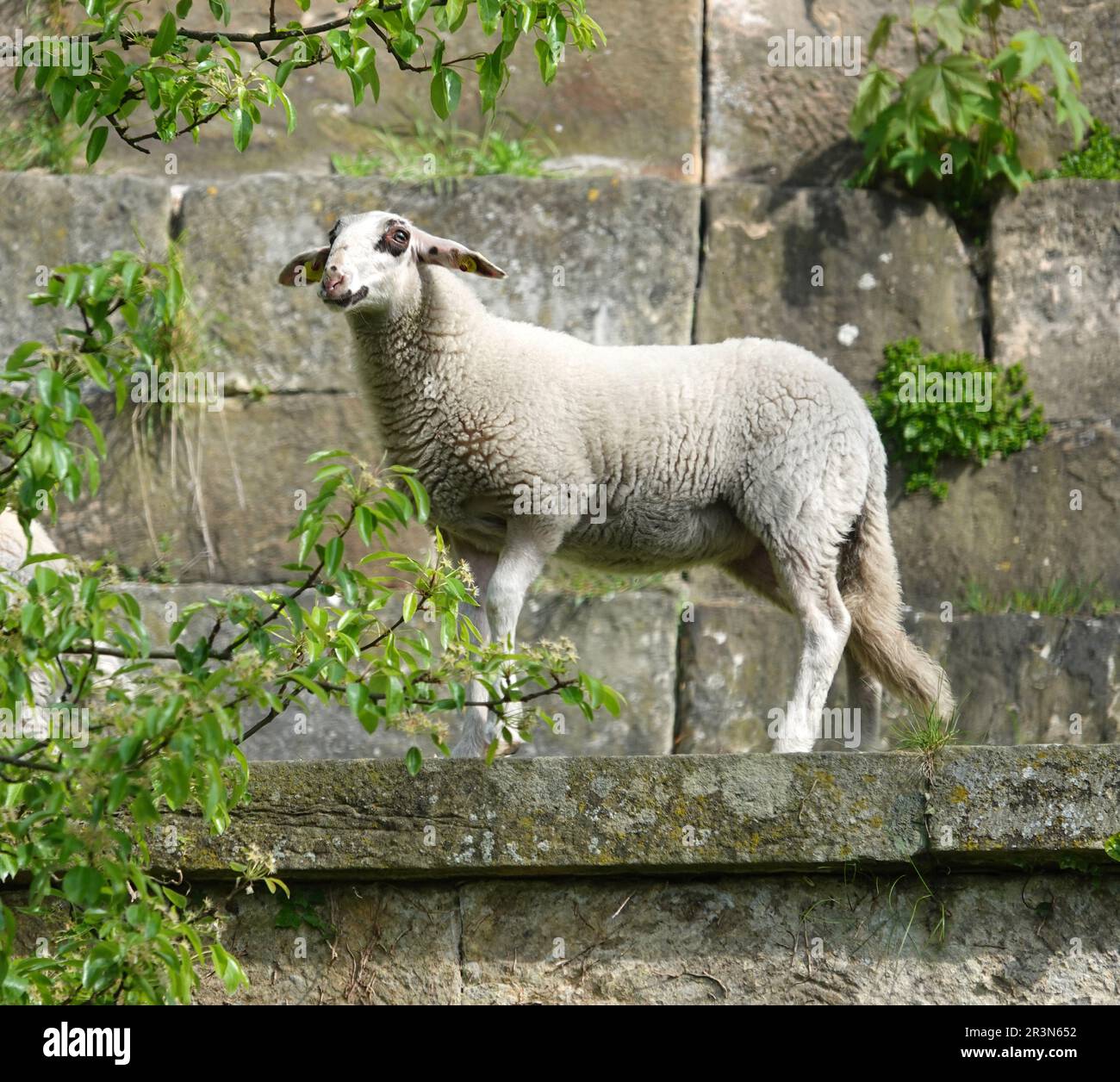 Una giovane pecora cammina sulle mura del castello di Bad Bentheim. La razza di questa pecora è una razza locale rara, vale a dire la landrace di Bentheim. Foto Stock