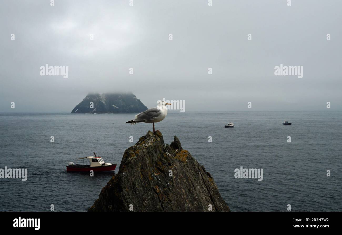 Gannetti di gabbiani e altri uccelli marini alle isole Skellig Foto Stock
