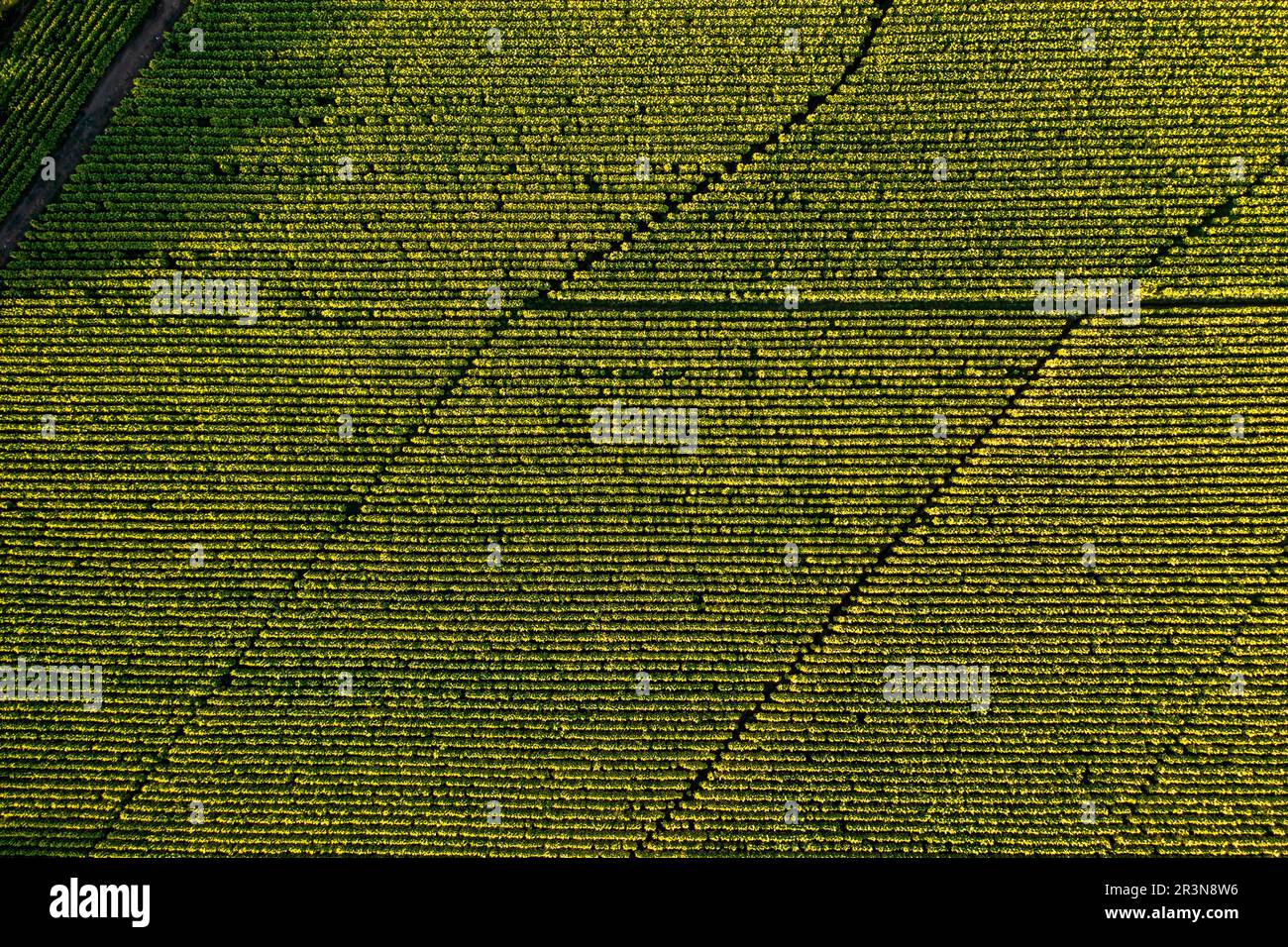 Veduta aerea del tabacco da coltivazione in Cile. Vista dall'alto dal drone Foto Stock