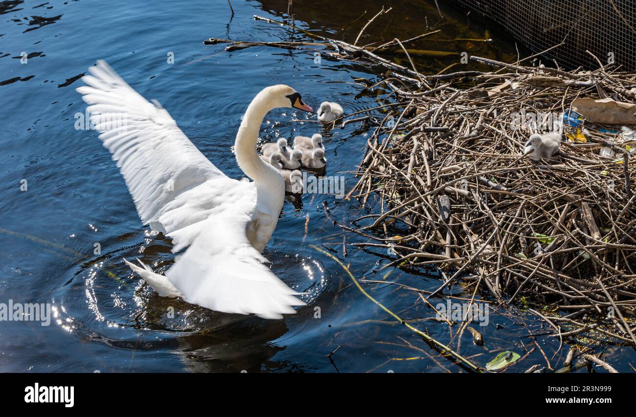 Leith, Edimburgo, Scozia, Regno Unito, 24th maggio 2023. Cigneti appena covati: Una coppia muta di cigno ha covato con successo 9 cigneti in un nido vicino alla Shore alla fine dell'acqua di Leith. Il cigno femminile prende il giovane per una nuotata, ma un cygnet non è stato in grado o non ha voluto lasciare il nido nonostante la mamma che lo chiama ripetutamente. Credit: Sally Anderson/Alamy Live News Foto Stock