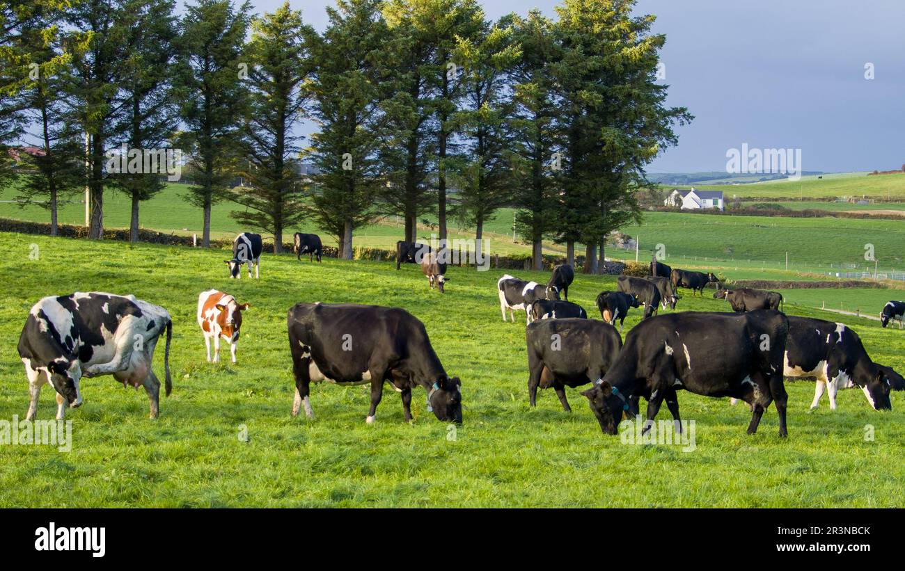 Una mandria di mucche pascolano su un prato verde di un campo agricolo in Irlanda. Animali al pascolo libero, fattoria biologica. Mandria di mucche che pascolano su un prato verde i Foto Stock