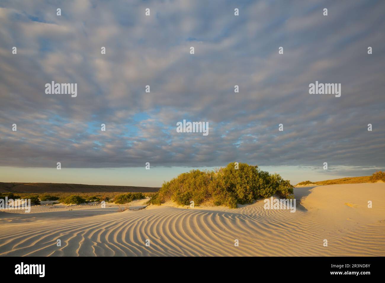 Erba nel deserto Foto Stock