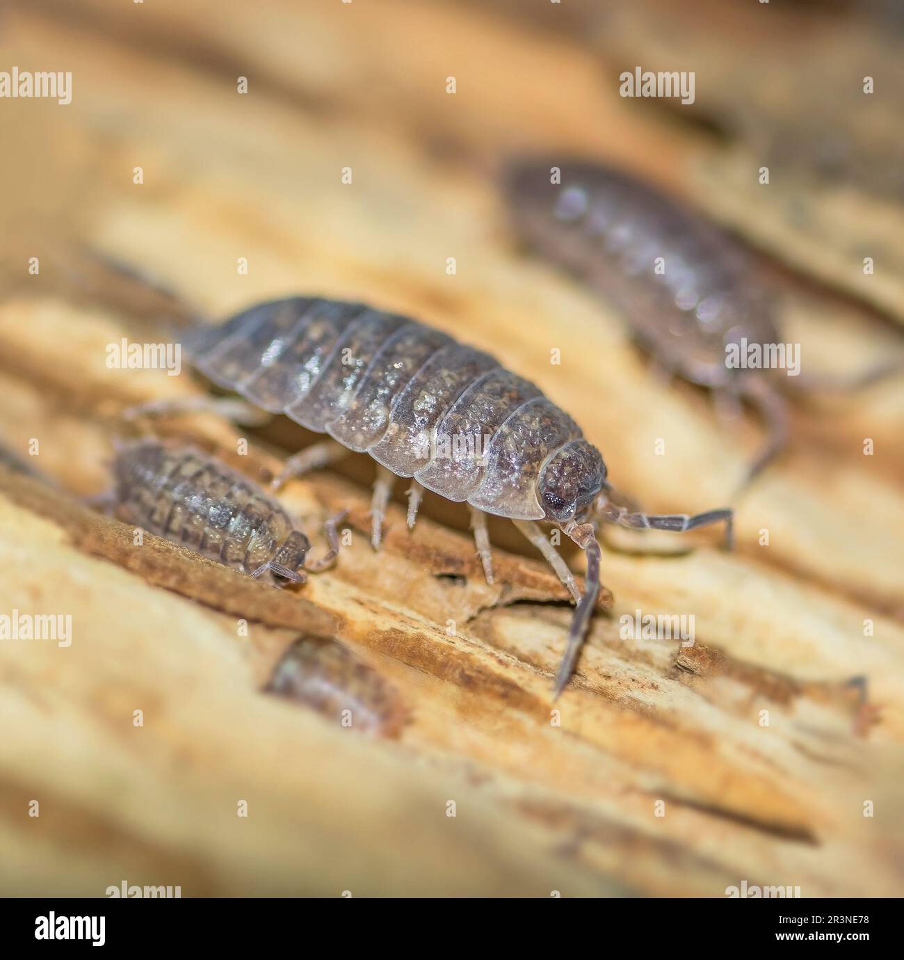 Kellerassel 'scaber Porcellio' Foto Stock