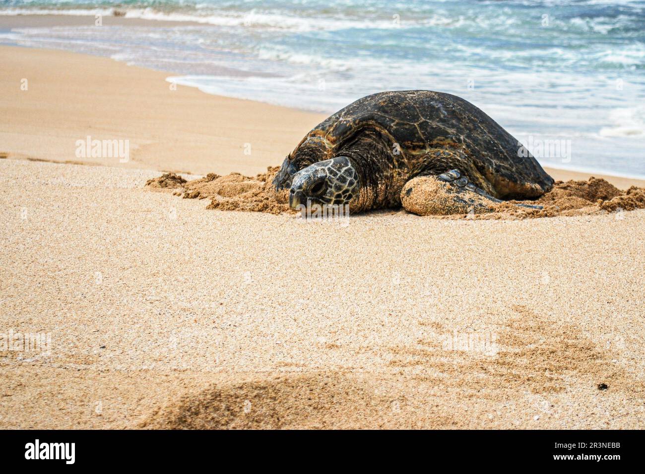 Tartaruga marina che riposa sulla spiaggia di sabbia Foto Stock