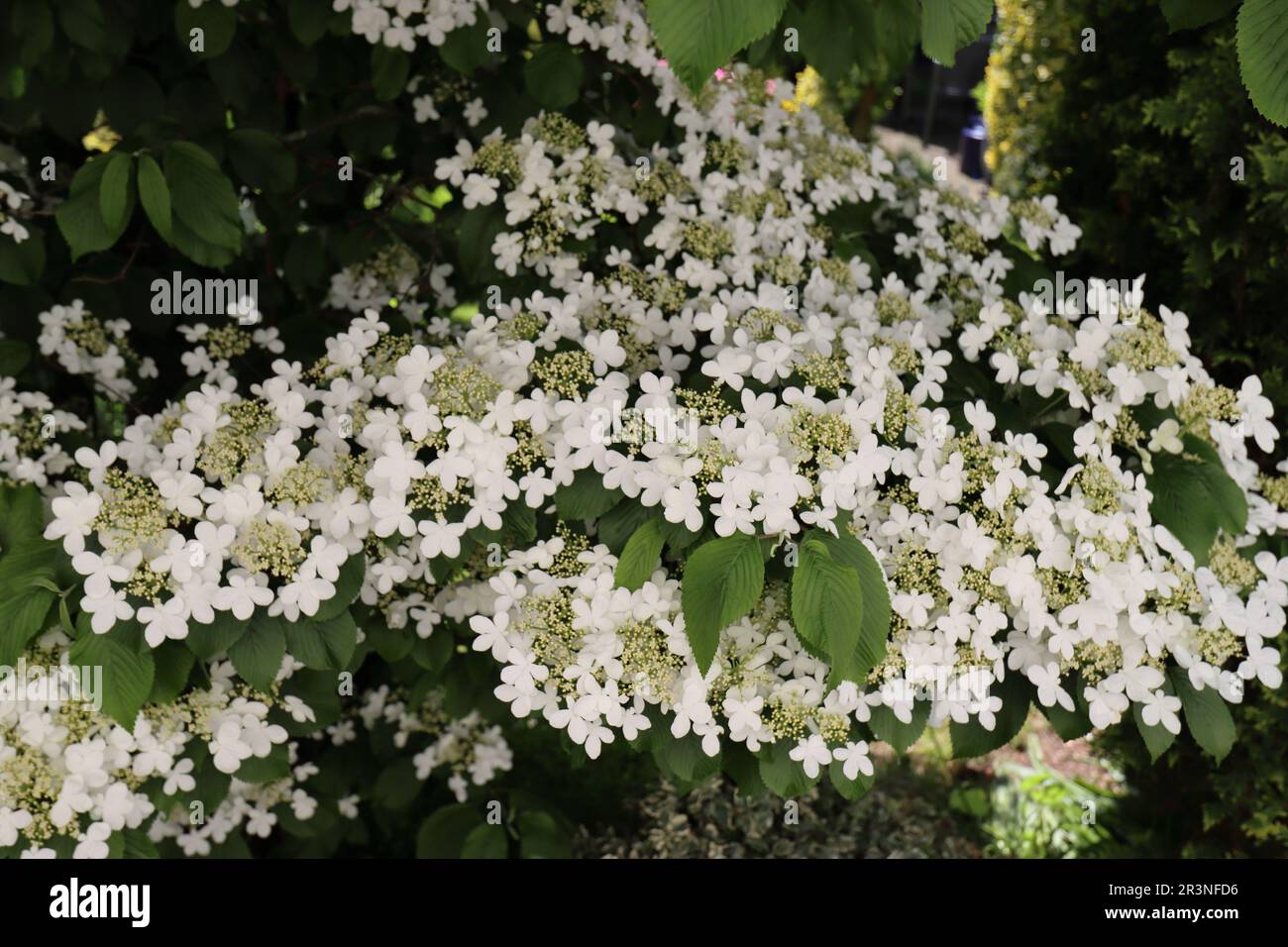 Vista dei bellissimi fiori bianchi cremosi di un arbusto di Viburnum plicatum mariesii a maggio Foto Stock