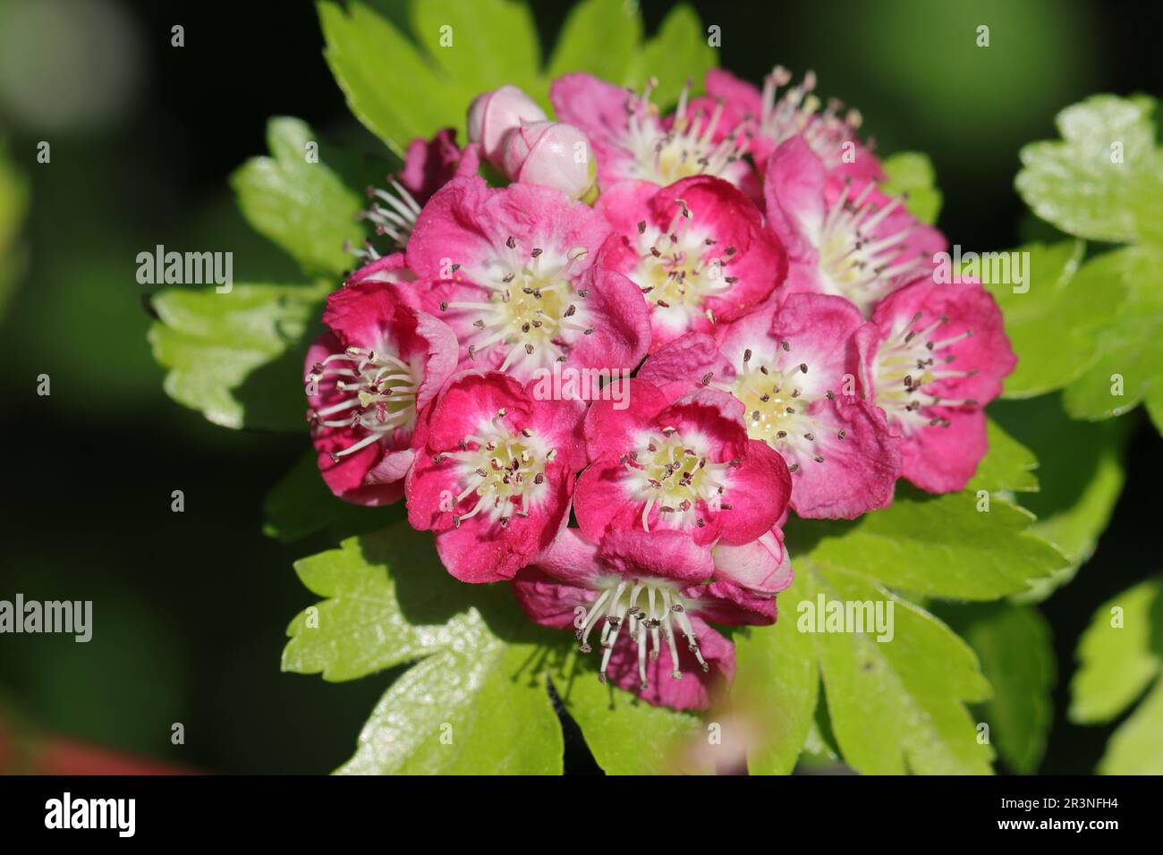 Primo piano dei fiori rosa-bianchi di un arbusto Crataegus laevigata Foto Stock