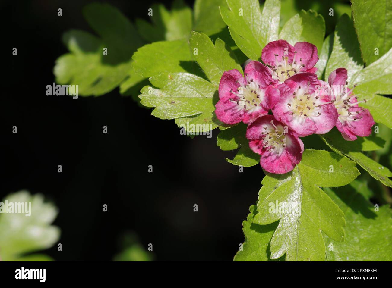 Fiori rosa-bianchi di un arbusto Crataegus laevigata, spazio copia Foto Stock