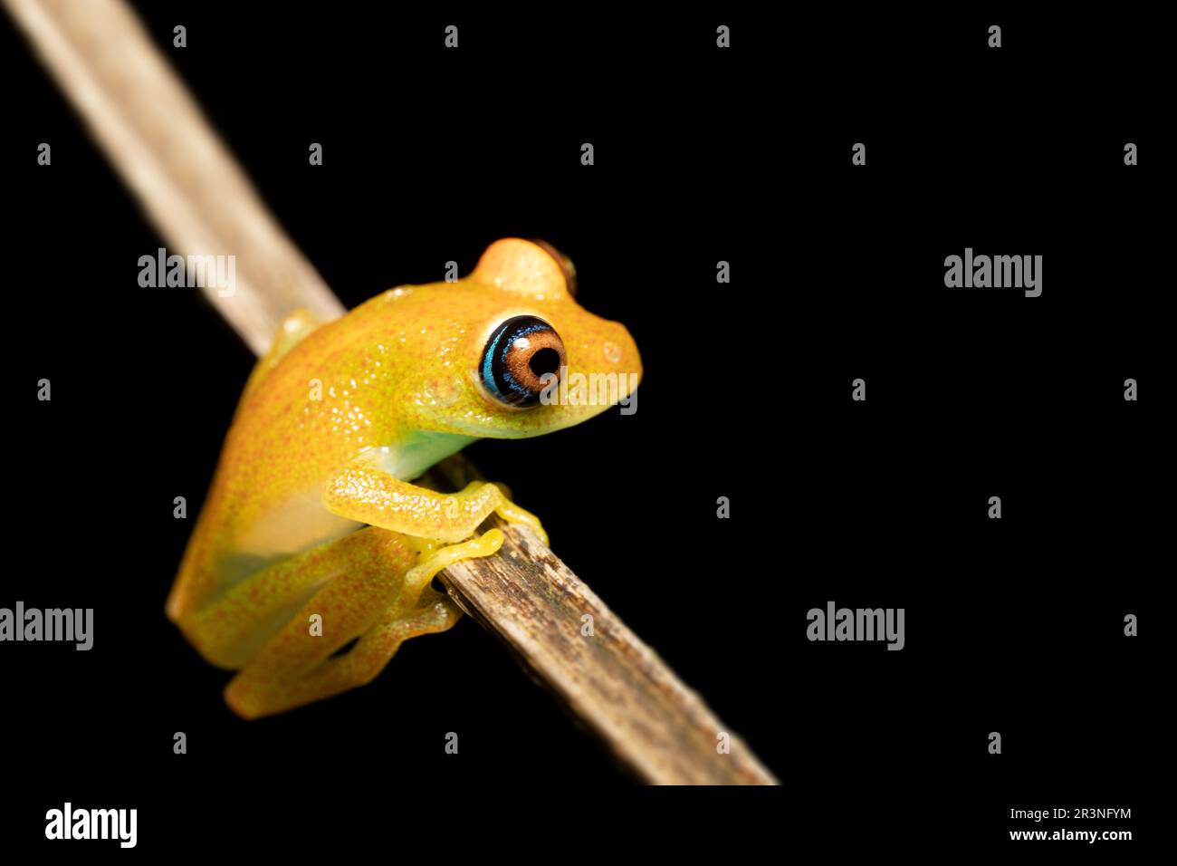 Verde rana chiara-Eyed, Boophis viridis, Ranomafana. Madagascar Foto Stock