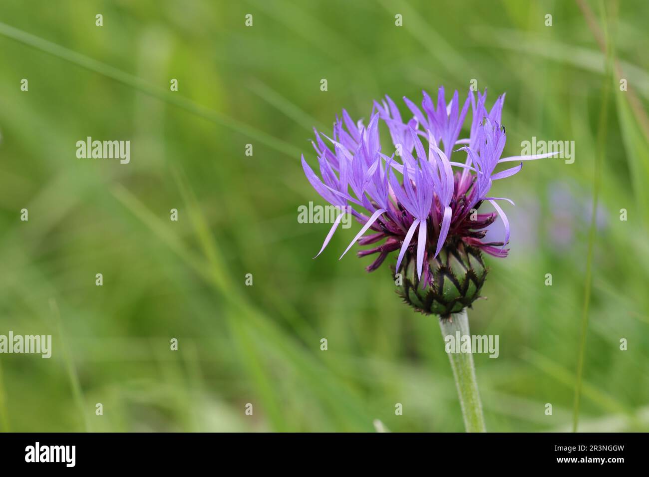 primo piano di una bella centaurea montana, vista laterale Foto Stock