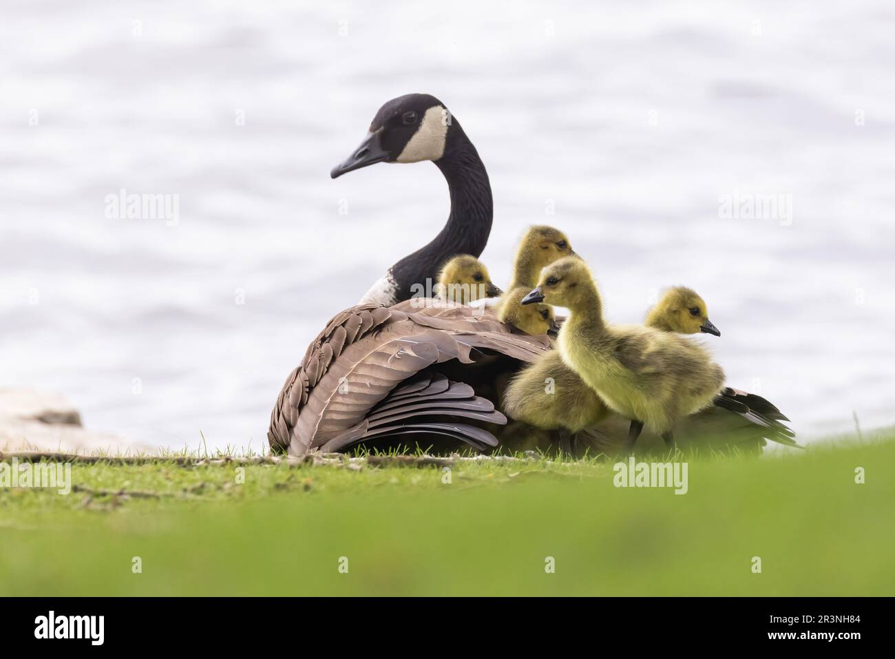 Oca del Canada (Branta canadensis) con i bambini Foto Stock