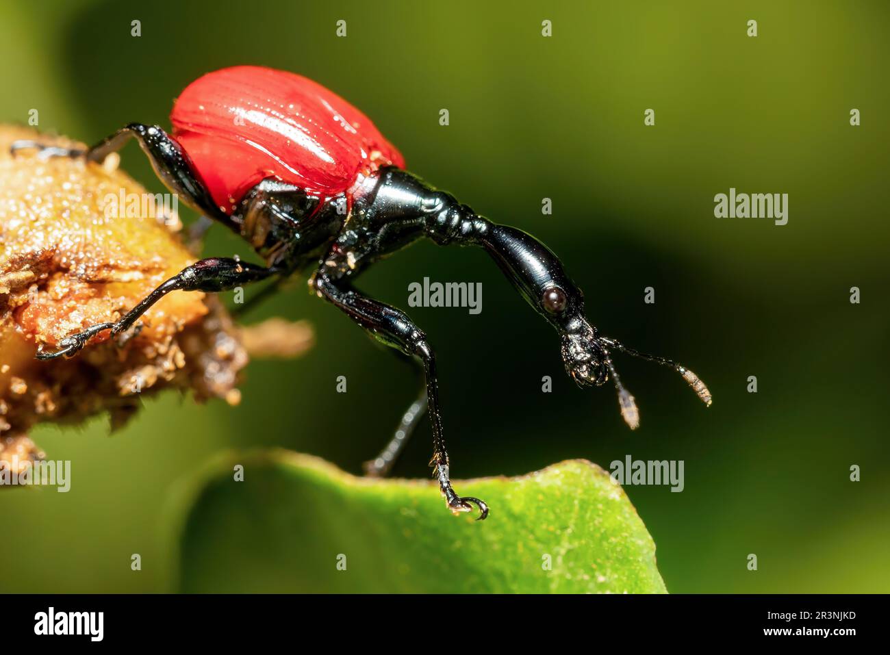 Femmina di Giraffe Weevil, Trachelophorus Giraffa, Ranomafana, Madagascar Foto Stock