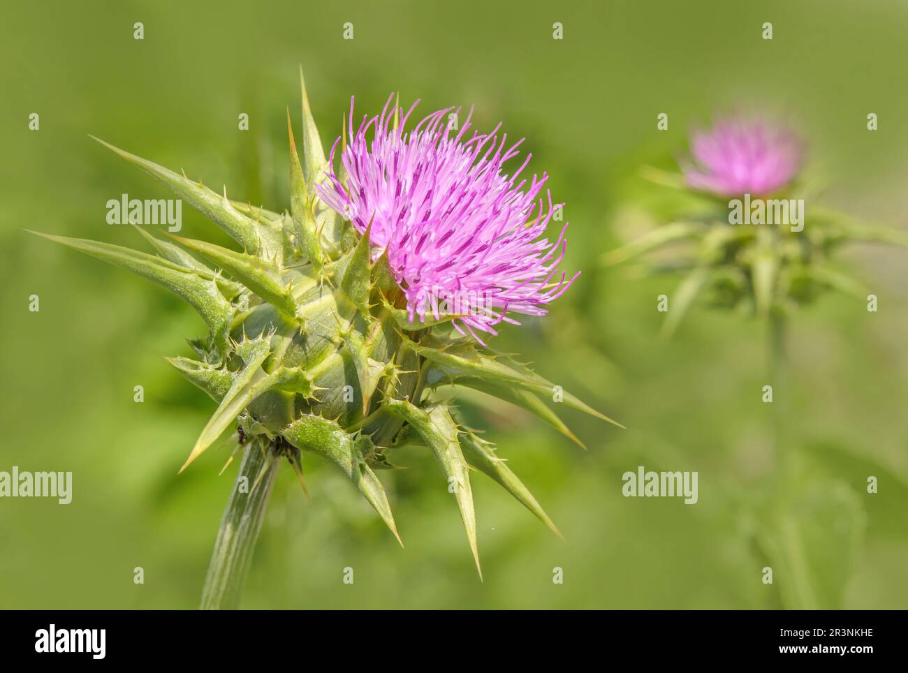 Mariendistel "Silybum marianum" Foto Stock