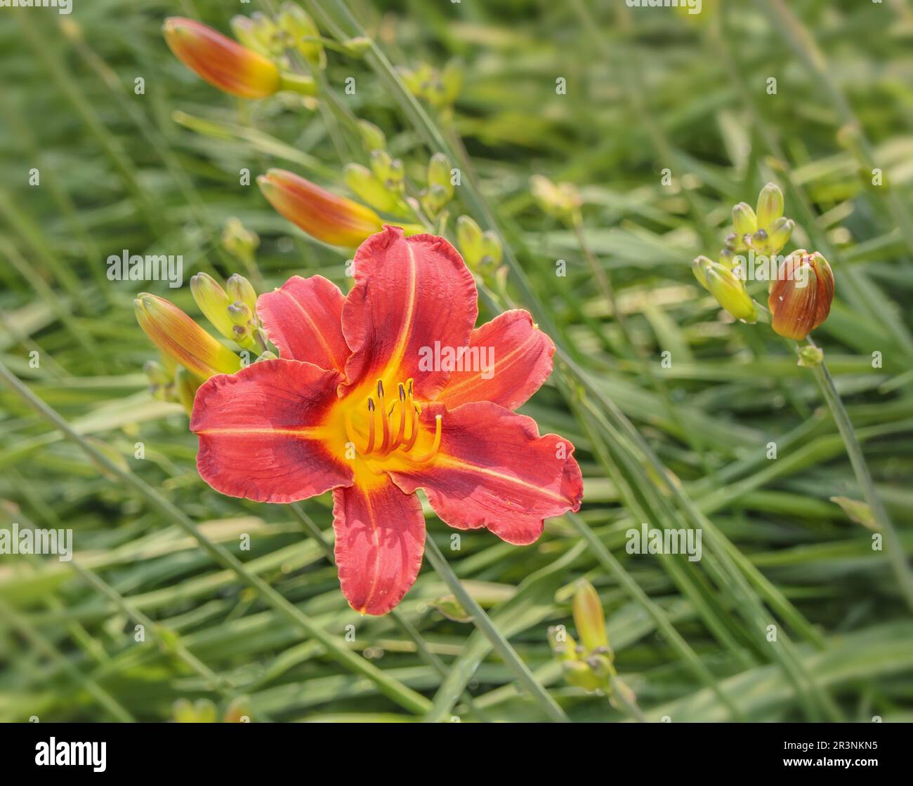 Gelbrote Taglilie 'Hemerocallis fulva' Foto Stock