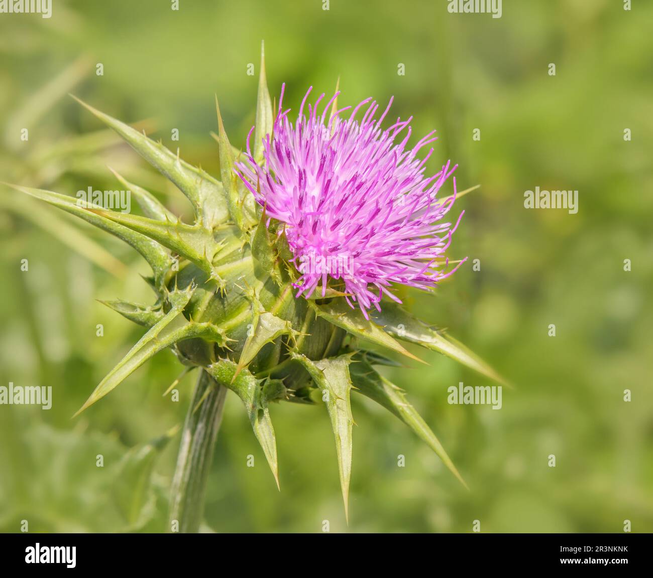 Mariendistel "Silybum marianum" Foto Stock