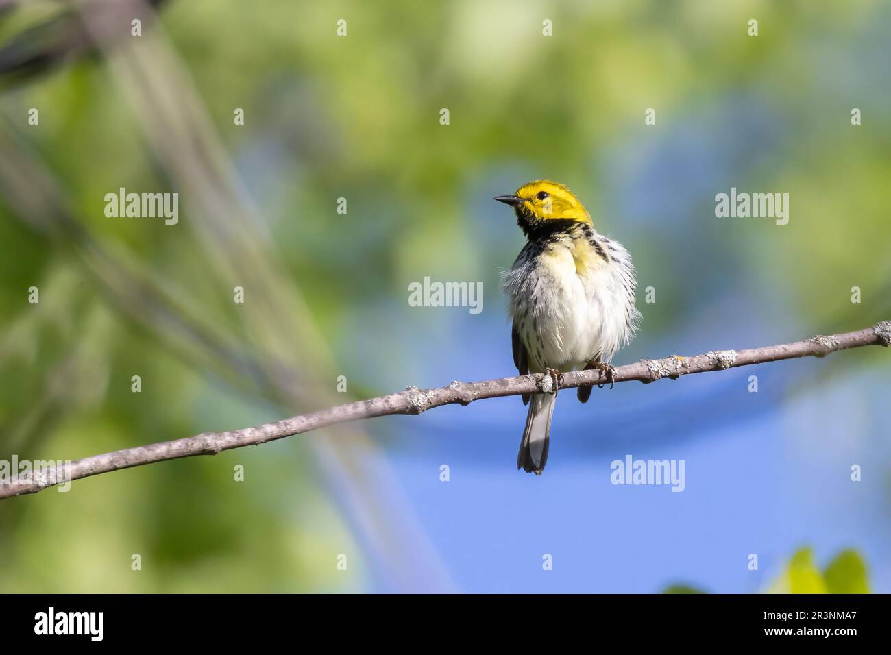 Warbler verde con gola nera (Setophaga virens) Foto Stock