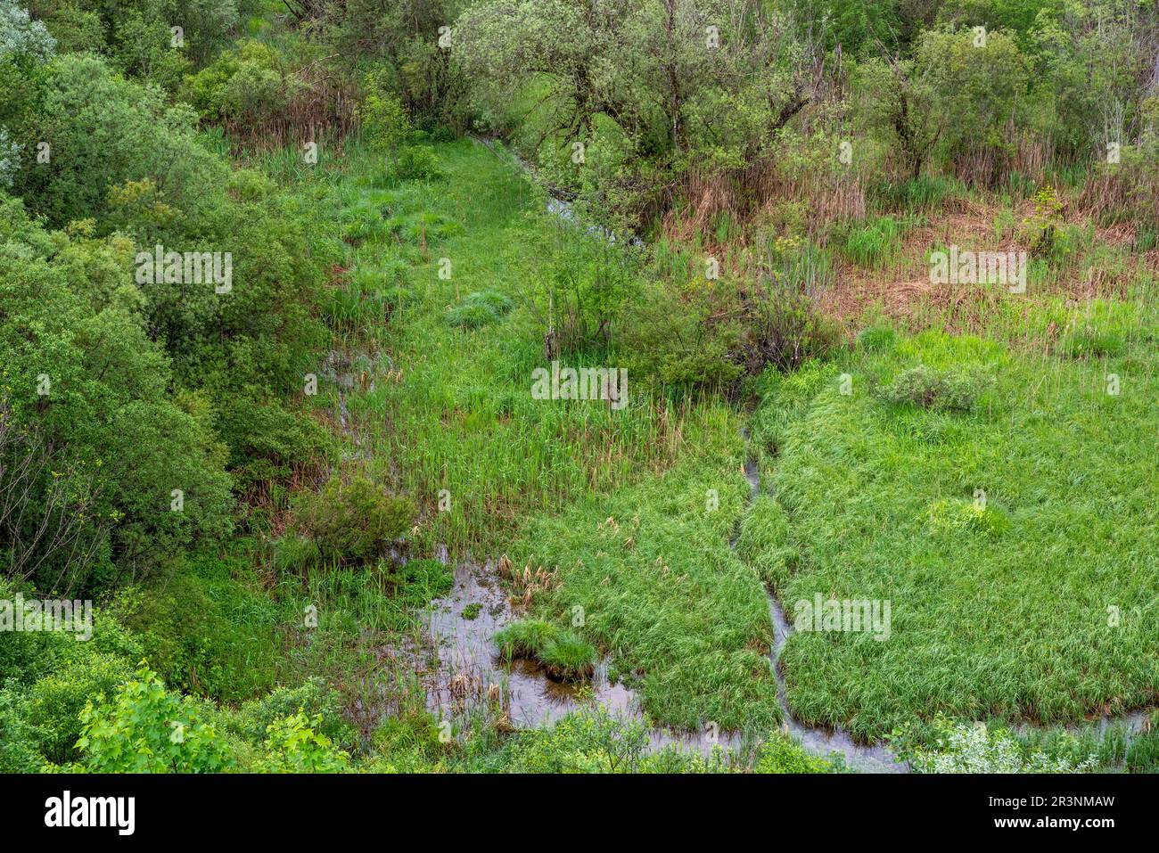 Verde lussureggiante in palude, Pflach uccello santuario, Austria Foto Stock