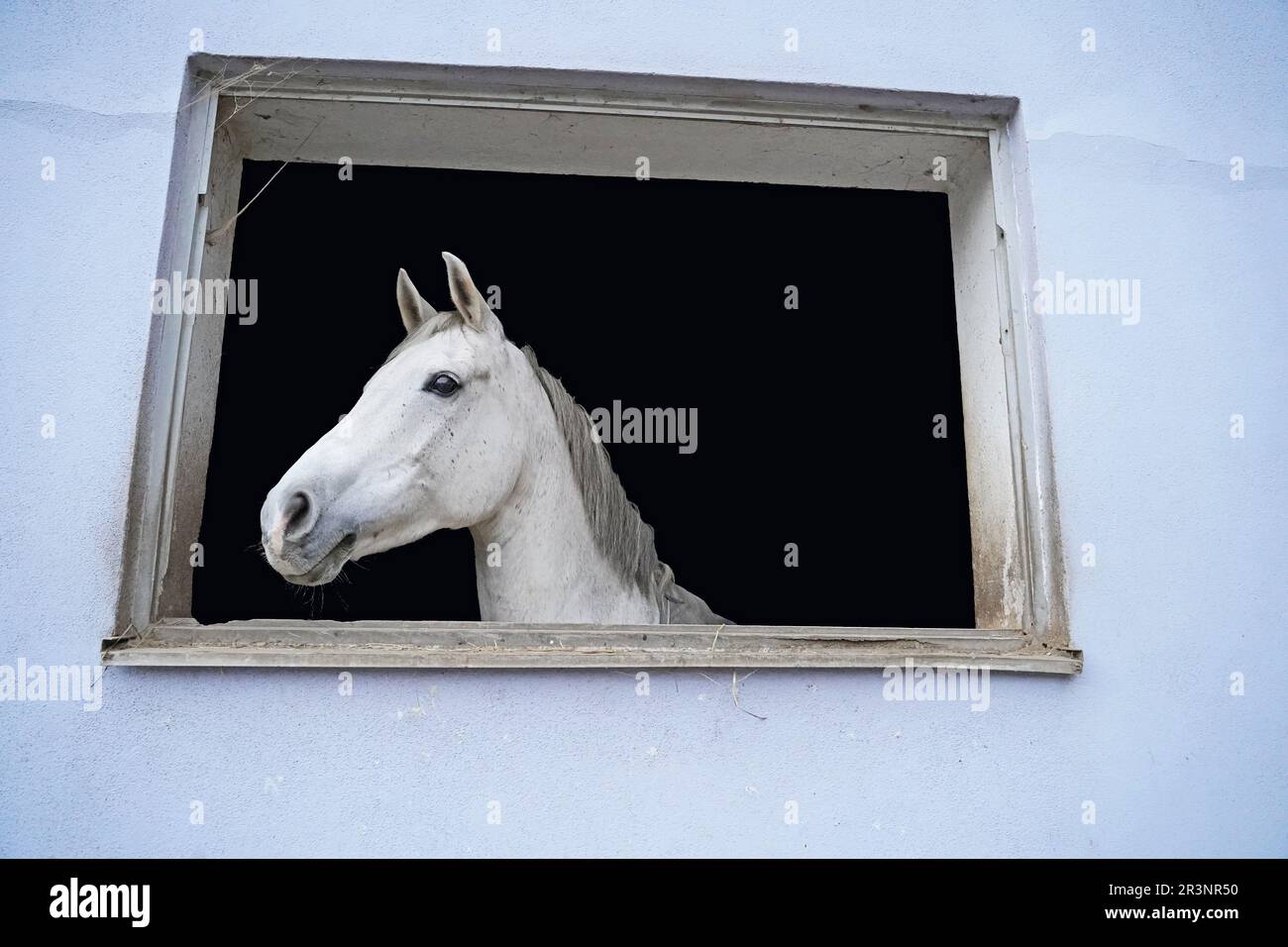 Fotografare con cavallo bianco in una finestra della scuderia Foto Stock
