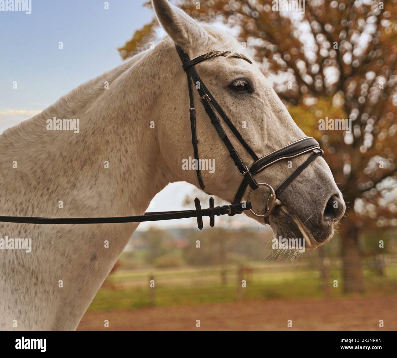 Fotografare a cavallo bianco su un maneggio Foto Stock