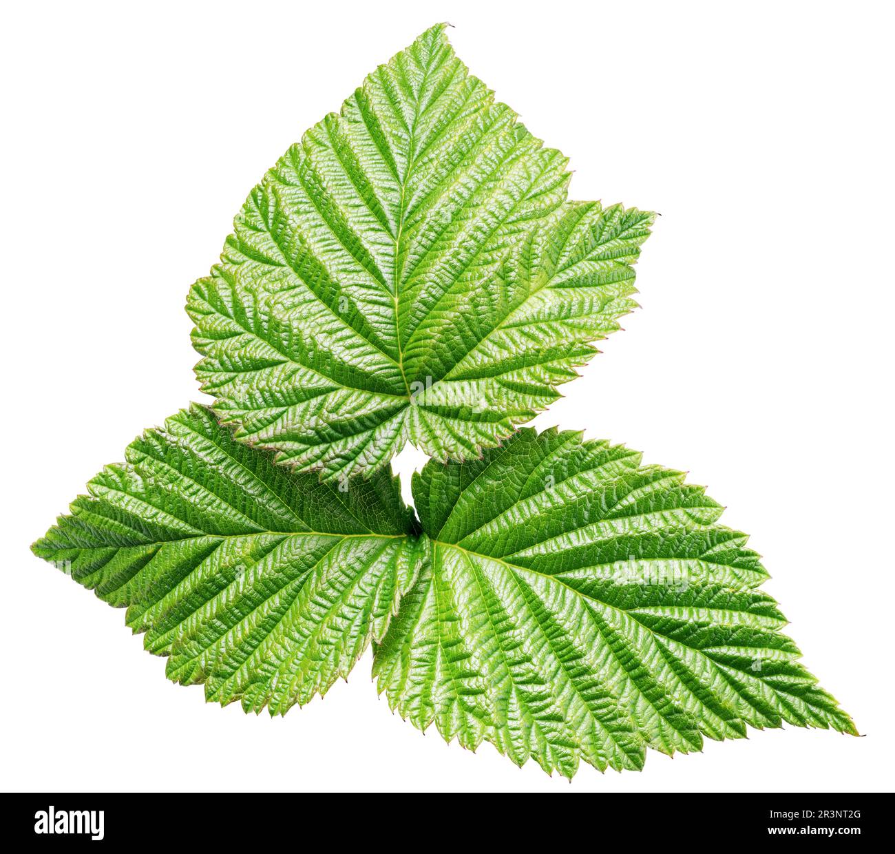 Foglia verde lampone isolata su sfondo bianco con percorso di ritaglio. Foto Stock
