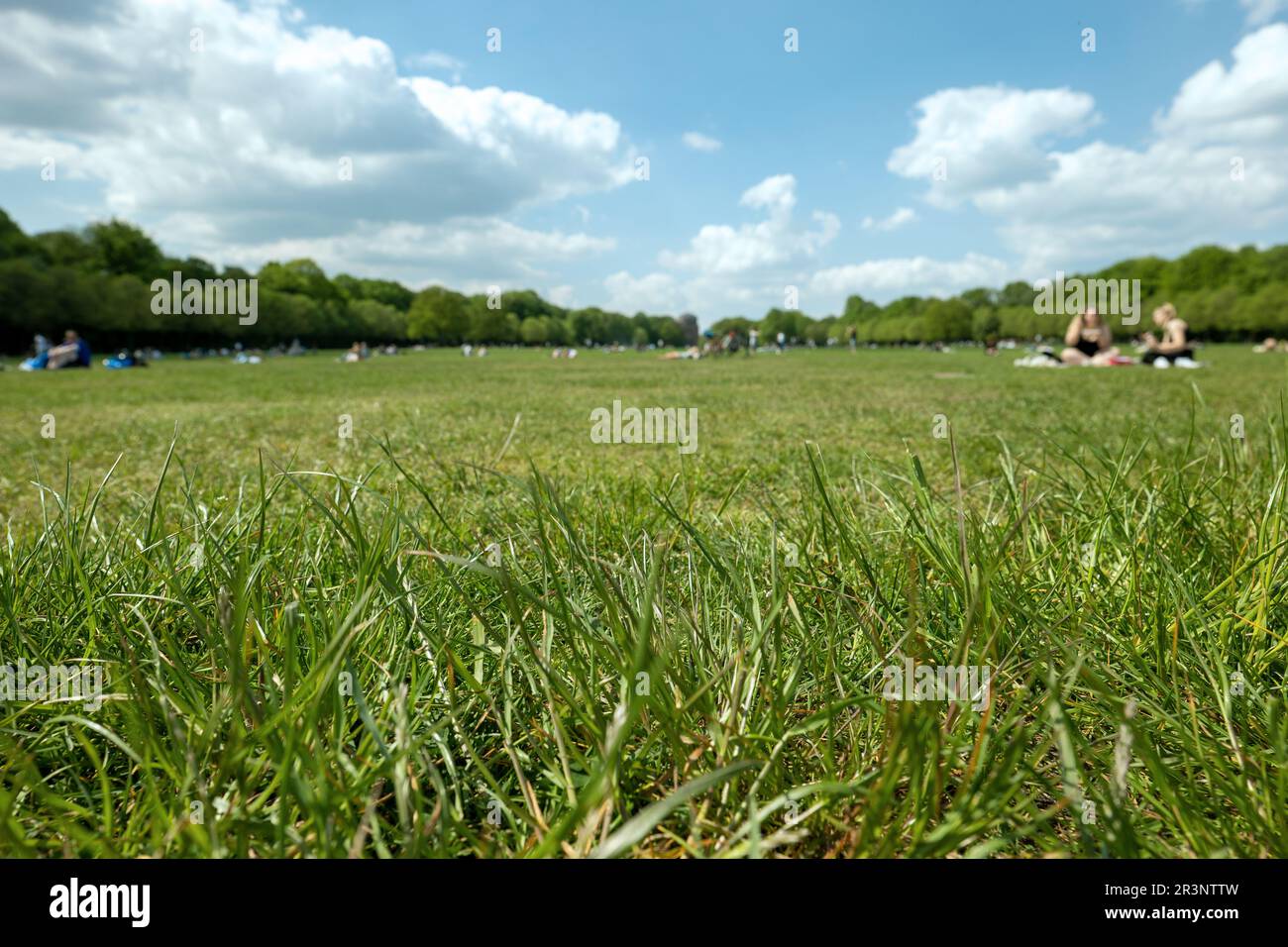 Parco cittadino, con erba fresca in primavera, primo piano di erba Foto Stock