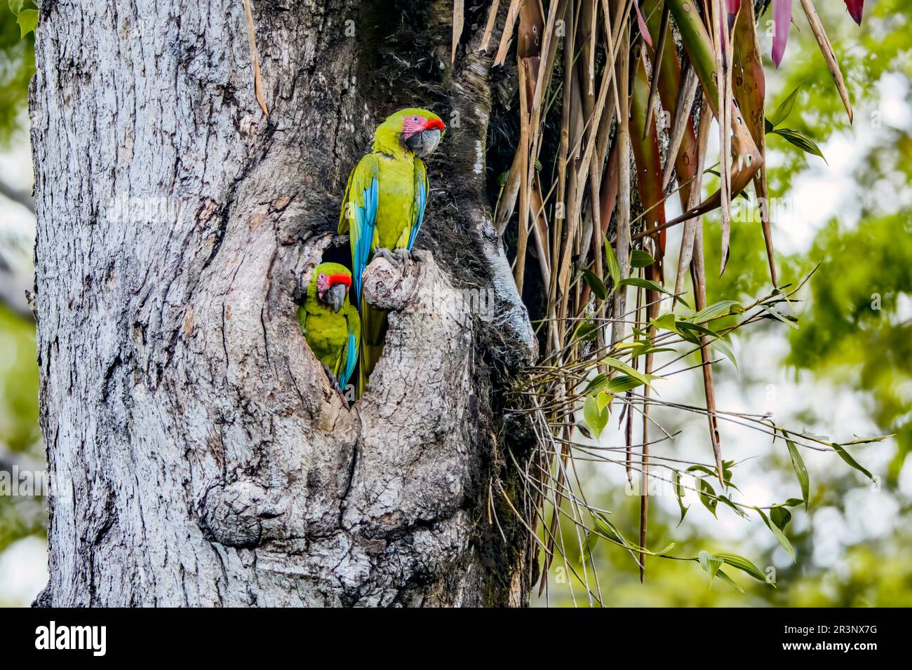 Due grandi polli del grande macaw verde (Ara ambiguus) al loro nesting burrow nelle pendici atlantiche, Costa Rica. Foto Stock