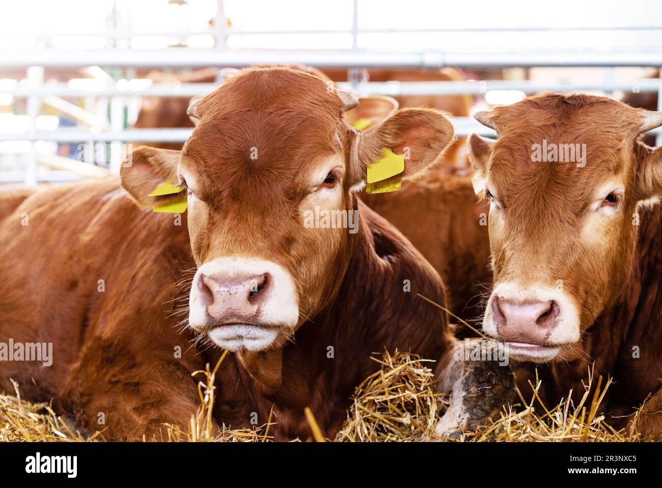 Bestiame bovino giovane matura in fattoria di bestiame. Foto Stock