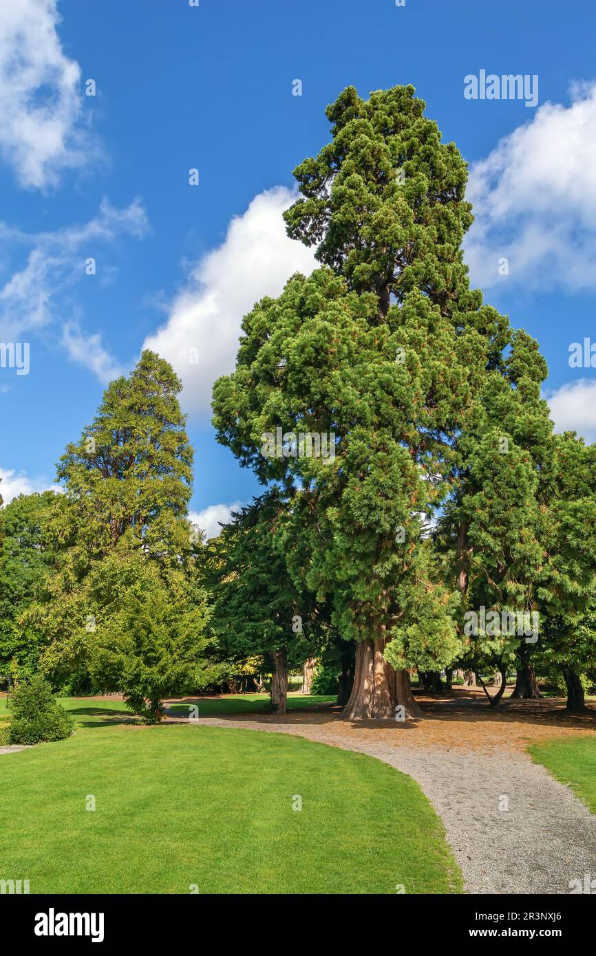 Phoenix Park di Dublino, Irlanda Foto Stock