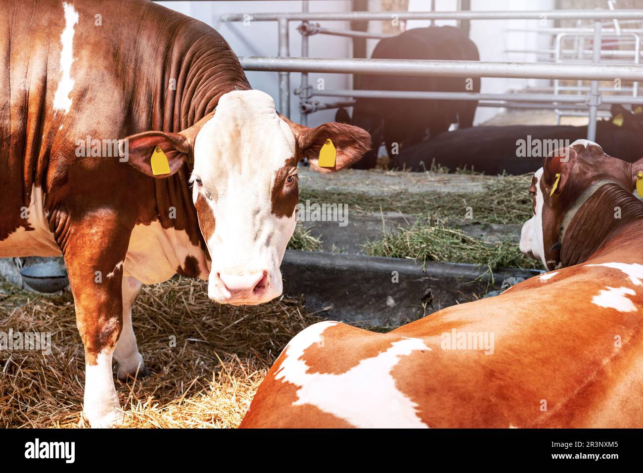 Mucche in allevamento di animali. Foto Stock