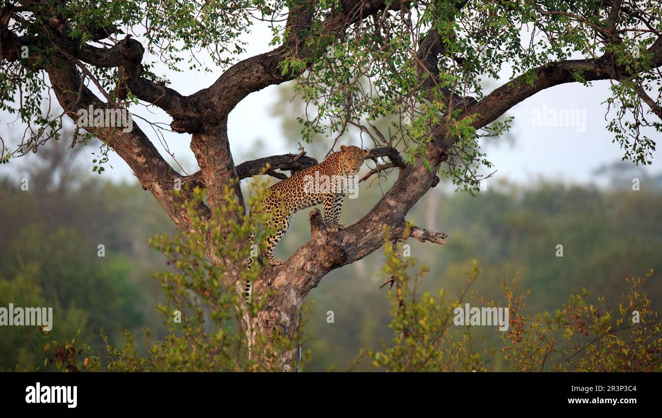 Leopard su un albero Foto Stock