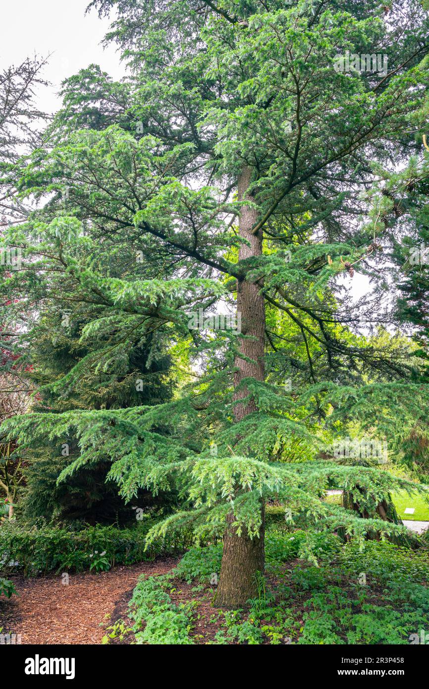 Grande cedro (Cedrus deodara 'Karl Fuchs') nel giardino botanico 'Arboretum Trompenburg) a Rotterdam, Paesi Bassi Foto Stock