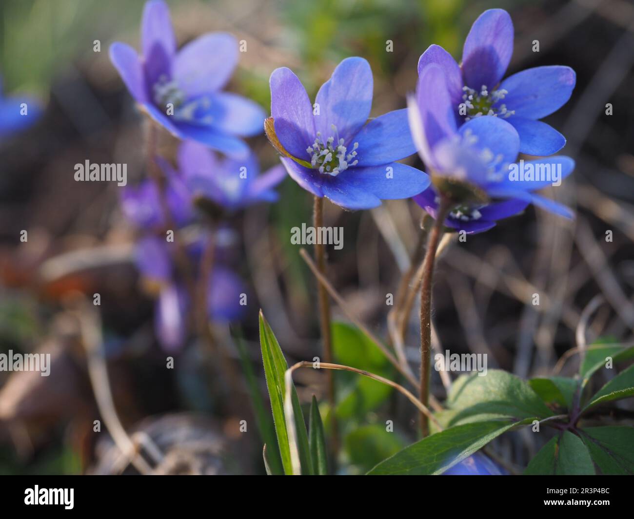 Fiori selvatici blu-viola nel campo - Hepatica (foglia di livrea, o erba livrea) Tubasalu Estonia Foto Stock